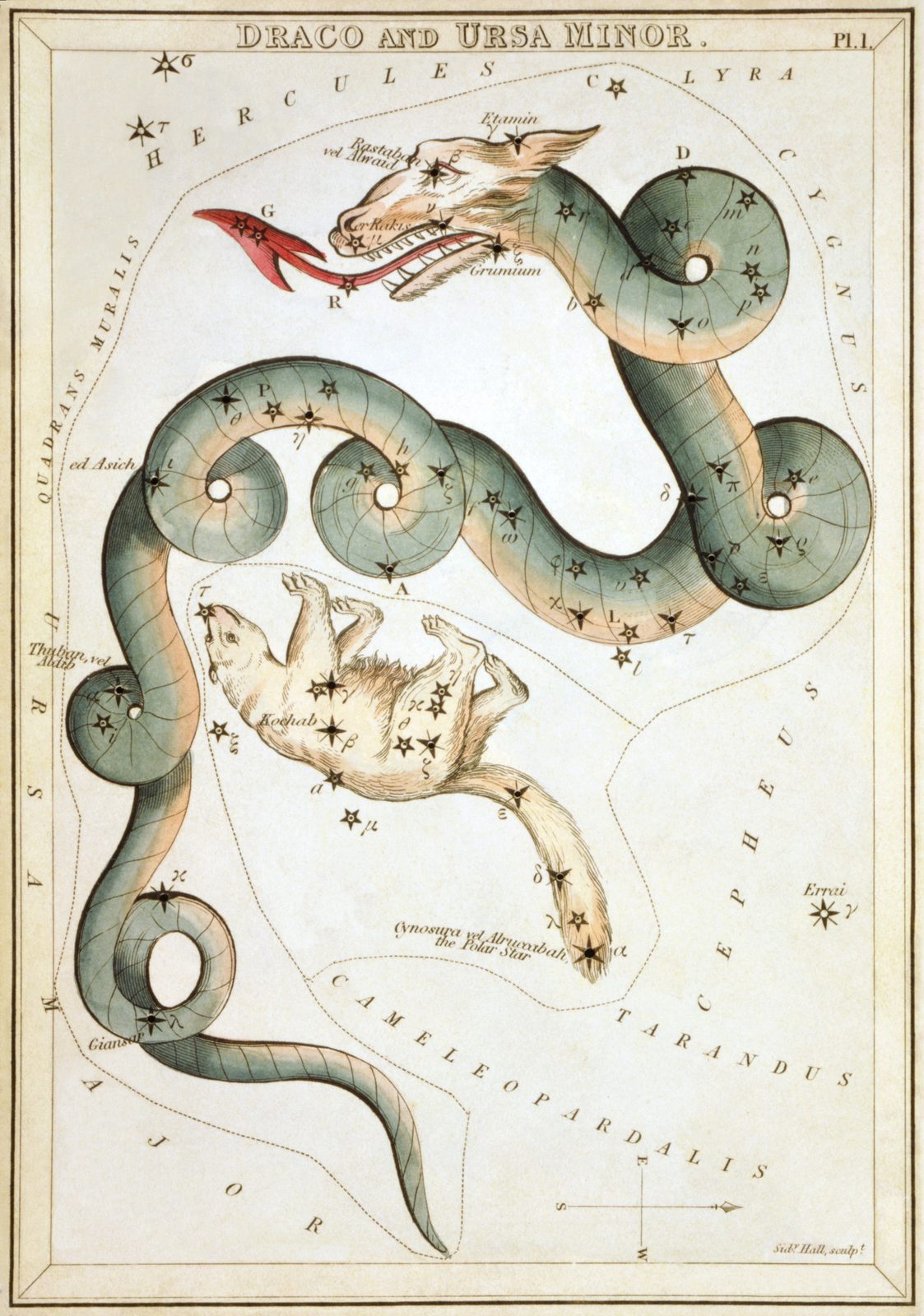 A hand-coloured astronomical card of 1825 headed 'Draco and Ursa Minor'. A long green and pink dragon winds in loops across a pale sky, with a small bear drawn beneath it. Stars appear as black star symbols labelled with Greek letters and names; 'Thuban, vel Adib' sits on the dragon's lower coil at the left, and 'Cynosura vel Alruccabah, the Polar Star' is printed at the tip of the bear's tail.