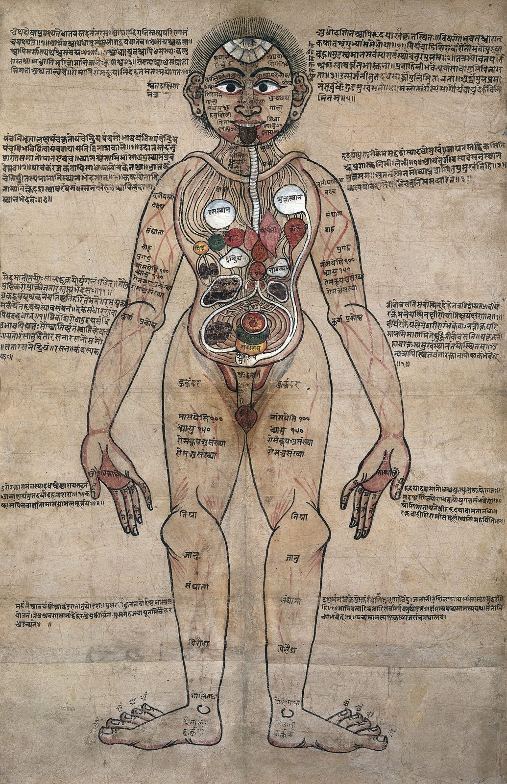 A tall drawing on aged paper of a man standing face on, naked, with his arms held a little away from his sides and his eyes open. The body is drawn in fine ink outline and washed in pale colour, opened down the trunk to show the internal organs and the vessels running through them. Blocks and columns of handwritten Sanskrit and Nepalese script fill the paper around the figure and run down both margins, with smaller labels placed against parts of the body.