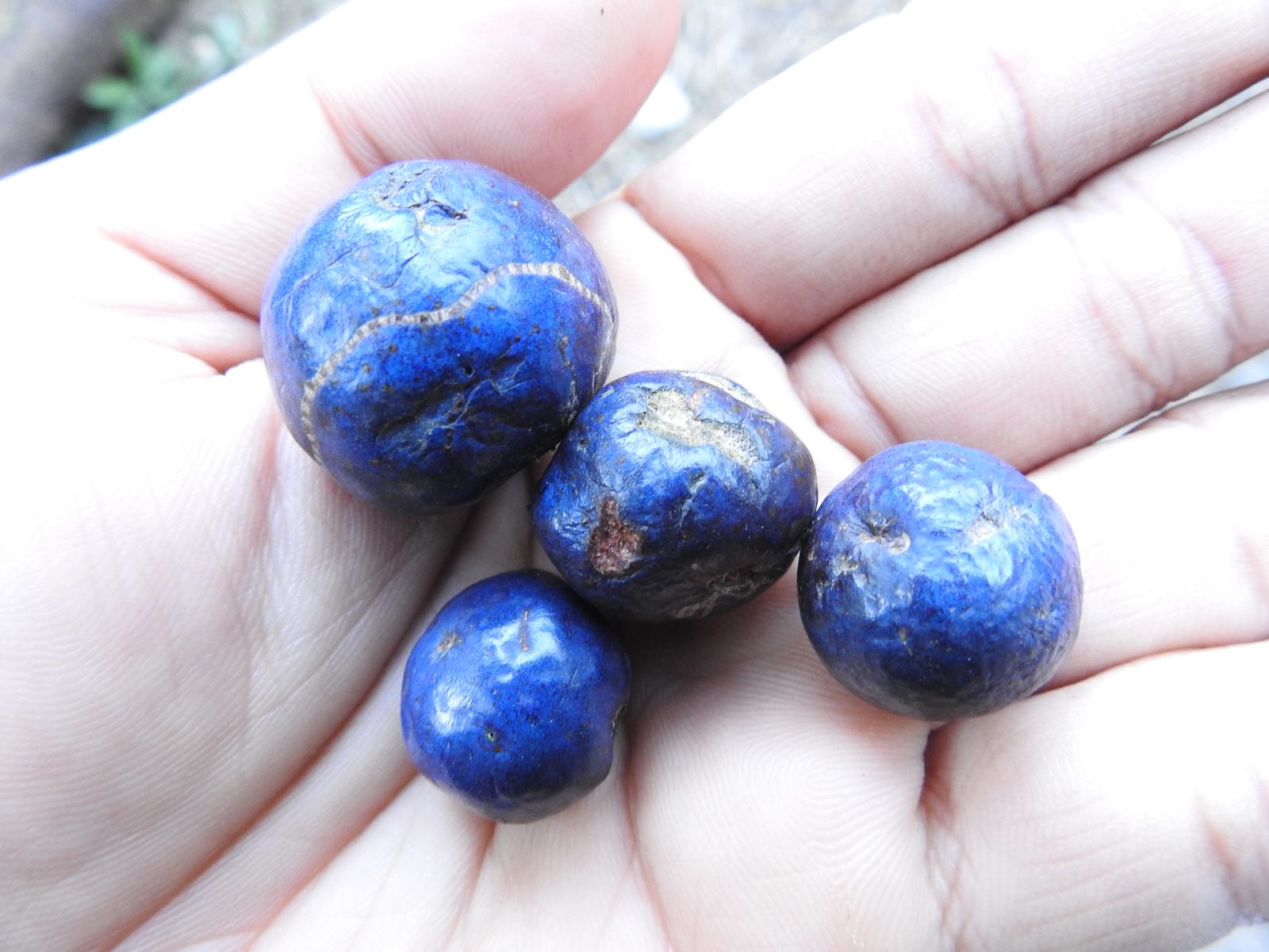 Four ripe rudraksha fruits lying in an open palm, photographed outdoors in daylight. Each is round and deep blue with a dusty bloom, the skin wrinkled and marked brown in places. One is noticeably larger than the other three and has a pale ridge running around it like a seam.