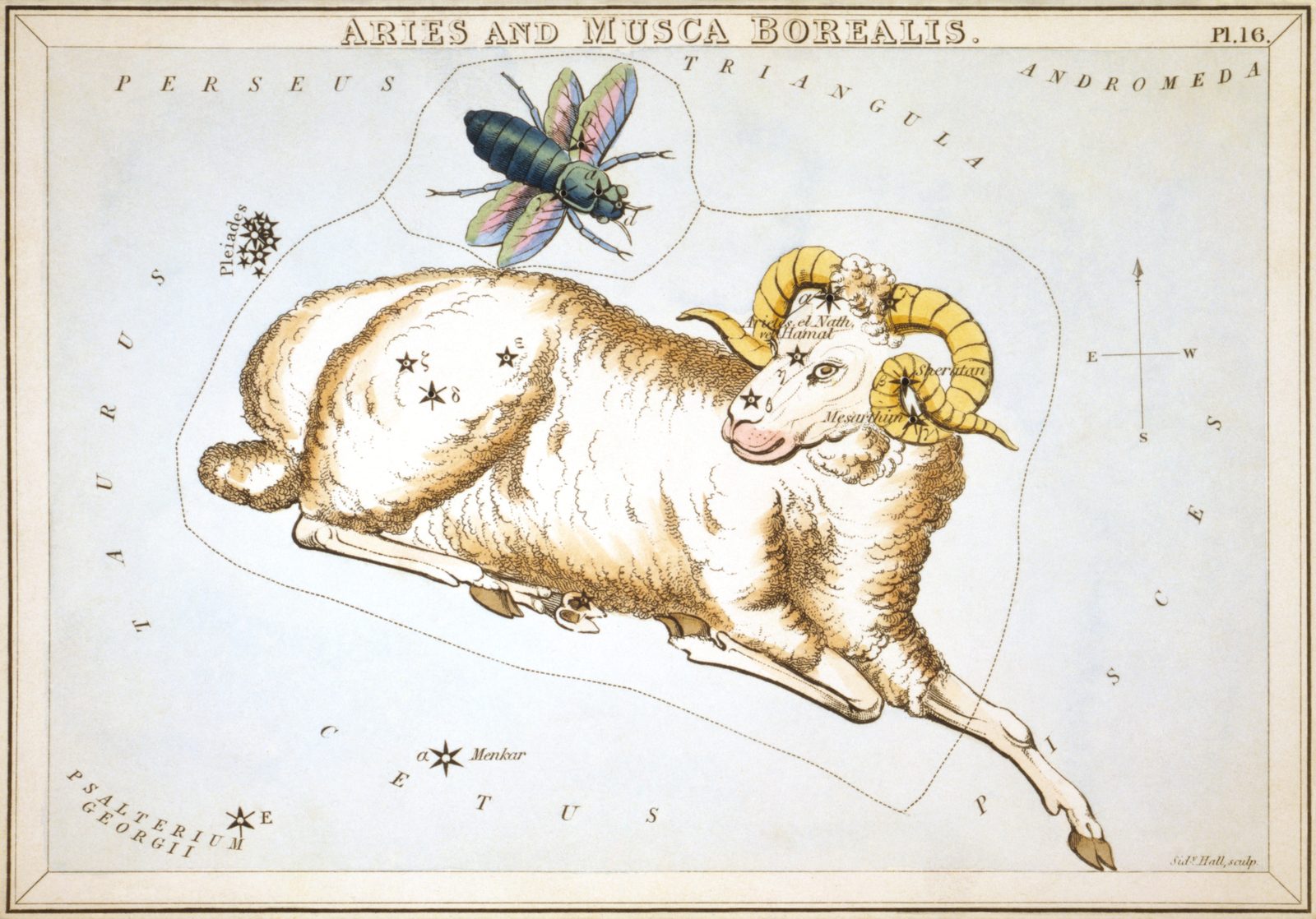 A hand-coloured nineteenth-century star chart on pale cream paper showing a reclining ram with heavy fleece and curled g