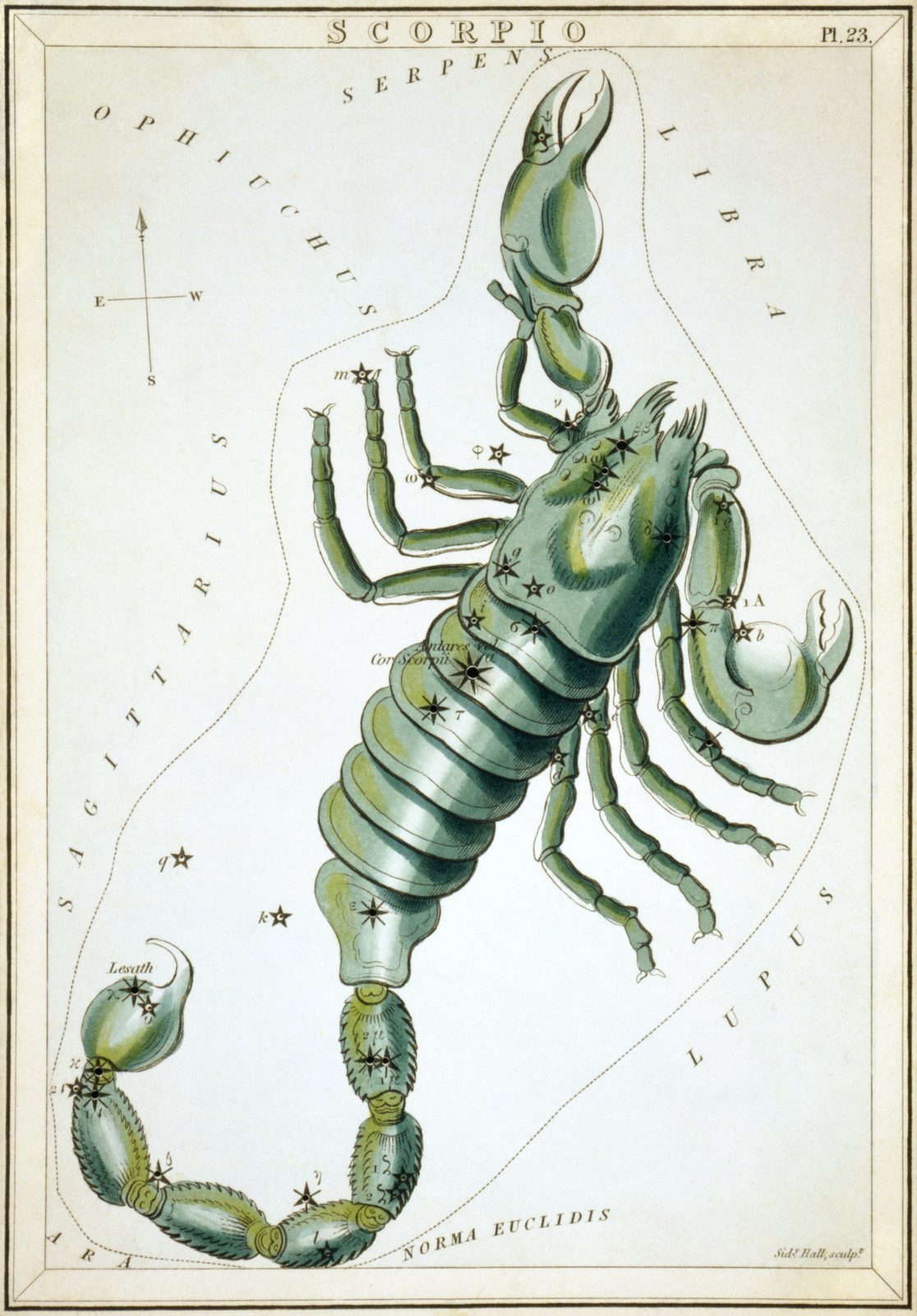 A hand-coloured engraved star card in portrait format, headed SCORPIO and numbered plate 23. A pale green and yellow scorpion fills the sheet, its claws raised at the top right and its long segmented tail curling down to the bottom left, ending in a hooked sting. The star at the heart is labelled Antares vel Cor Scorpii and the one at the sting is labelled Lesath. A dotted line traces the constellation boundary, with SAGITTARIUS, LIBRA, OPHIUCHUS and the other neighbouring constellations lettered around the edges.